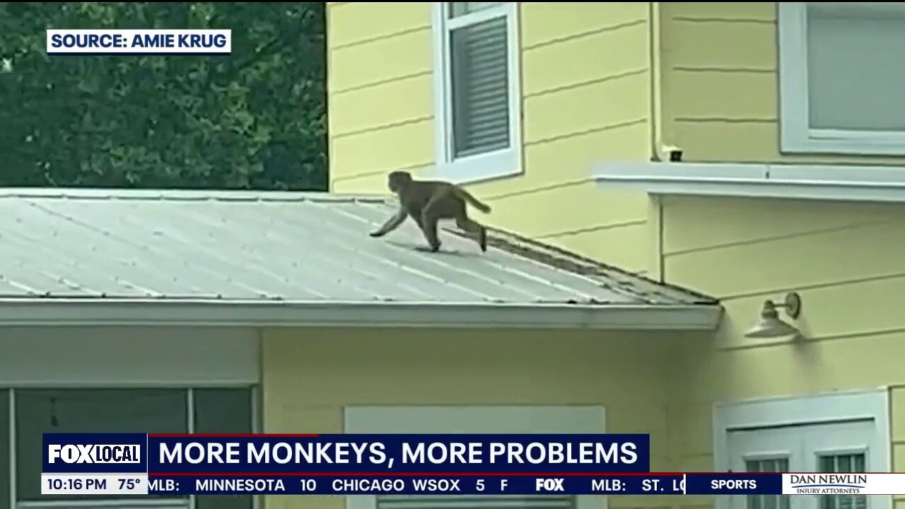 В един окръг в централна Флорида имаше маймуни, което накара