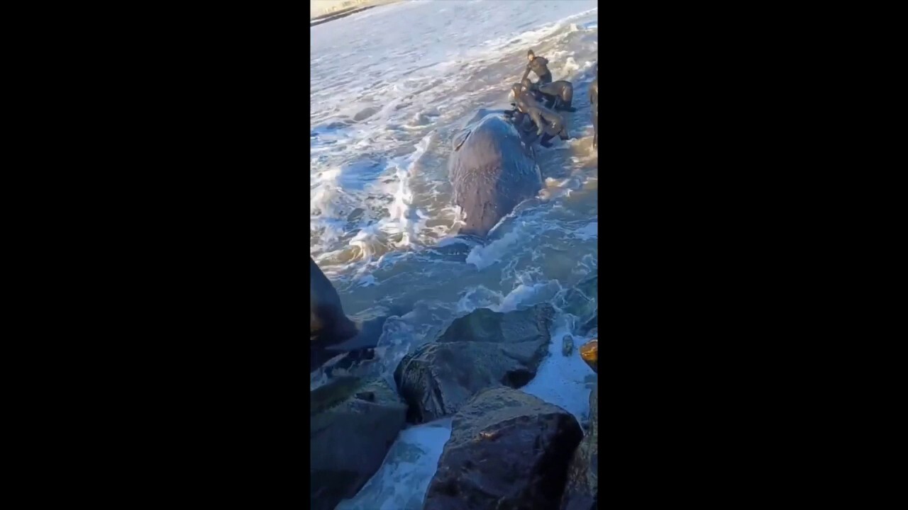 NYC surfers try to rescue young whale that washed ashore