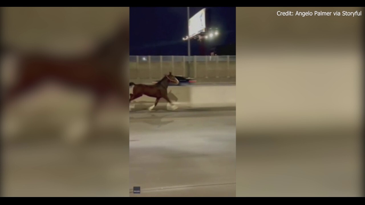 Шофьор засне диво видео показващо как кон тича по натоварената