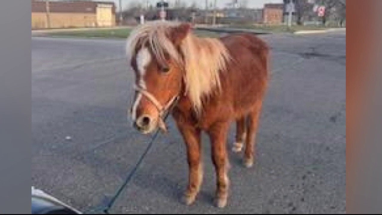 Michigan police capture pony on the loose who was caught galloping through Detroit neighborhoods