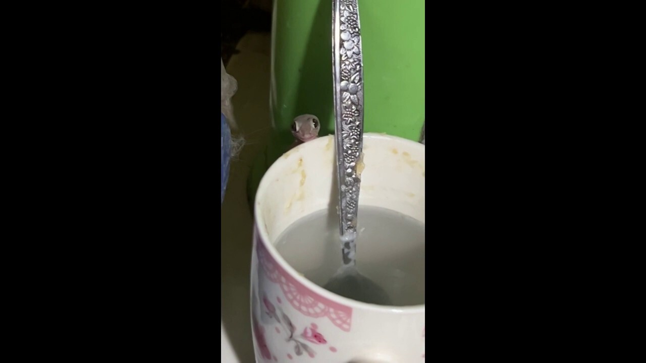 Gecko caught enjoying sugary leftovers from mug in kitchen sink