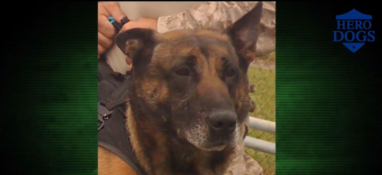 Fox Nation's 'Hero Dogs' features Remco