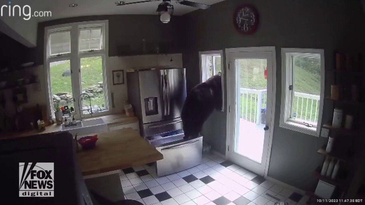 Black bear breaks into home, steals lasagna from fridge