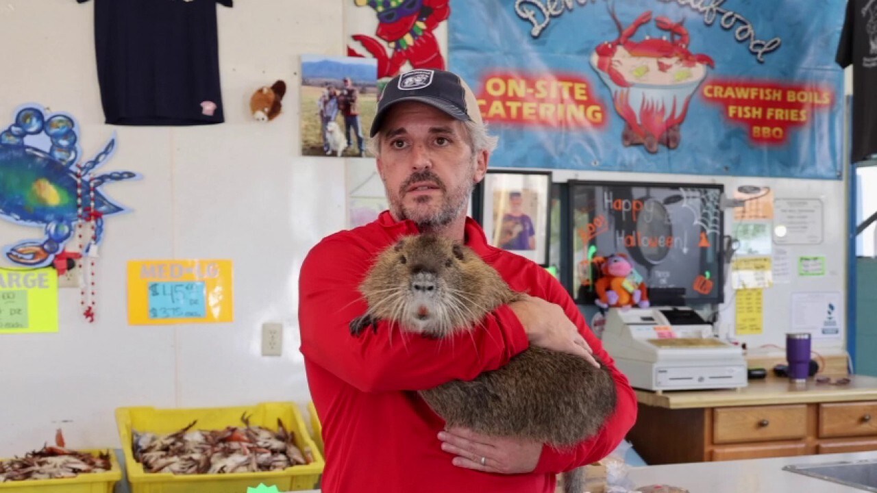 'He's a celebrity:' Louisiana politician introduces Neuty the Nutria on the campaign trail