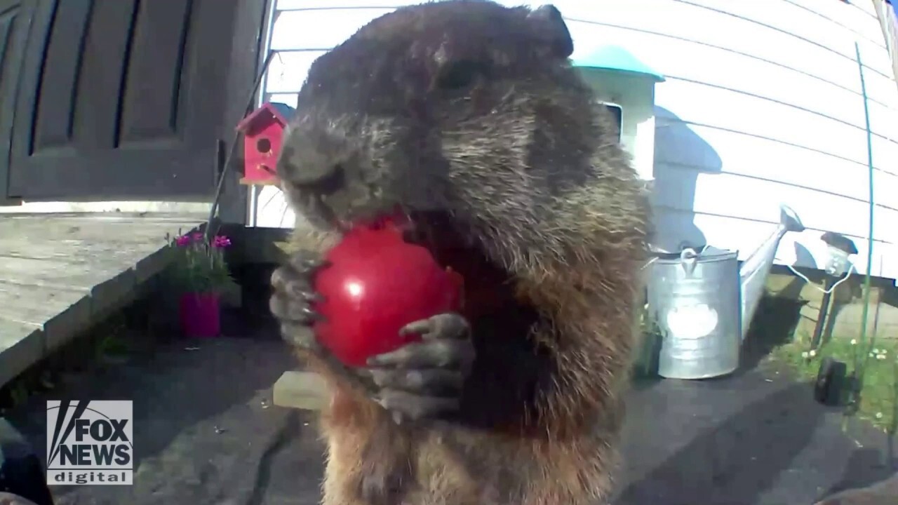 EATING THEIR HEARTS OUT! Watch as wild critters help themselves to garden goodies
