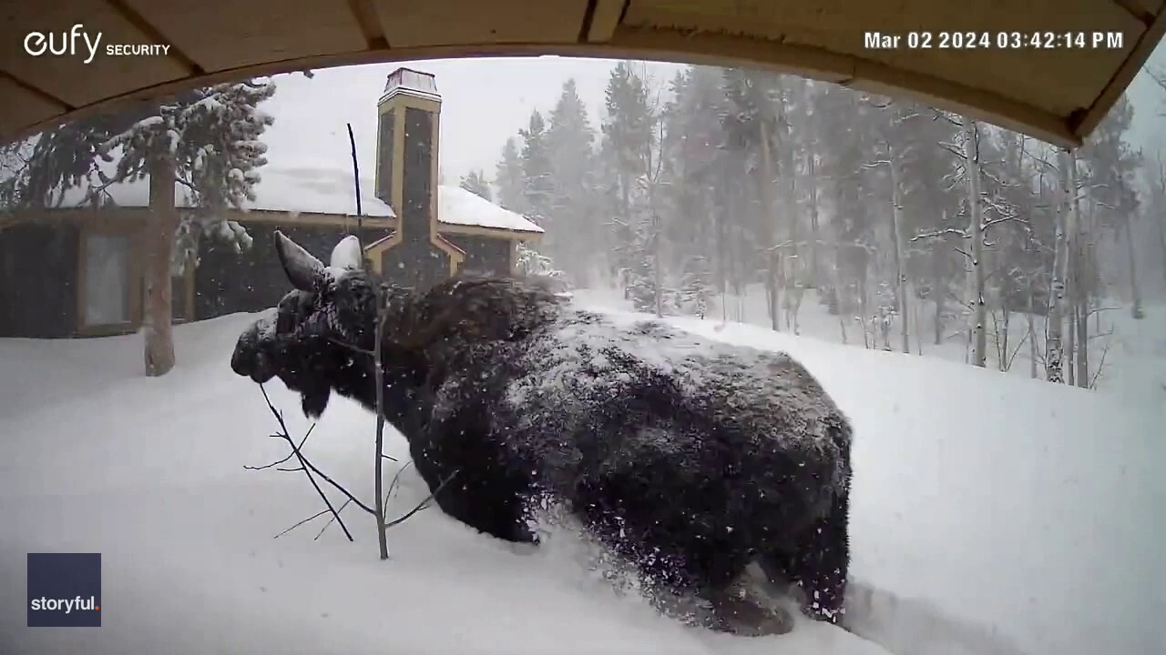  Moose has a hard time navigating the deep Utah snow