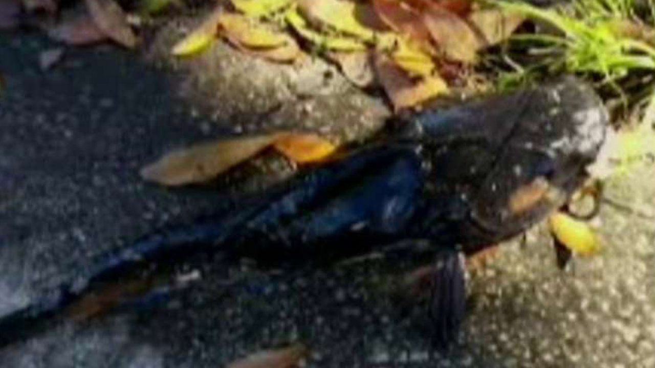 Mystery catfish showing up in Florida neighborhood mailboxes