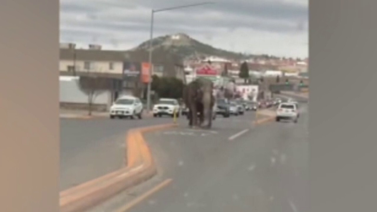 Слон на име Виола наскоро предизвика хаос в Бът Монтана