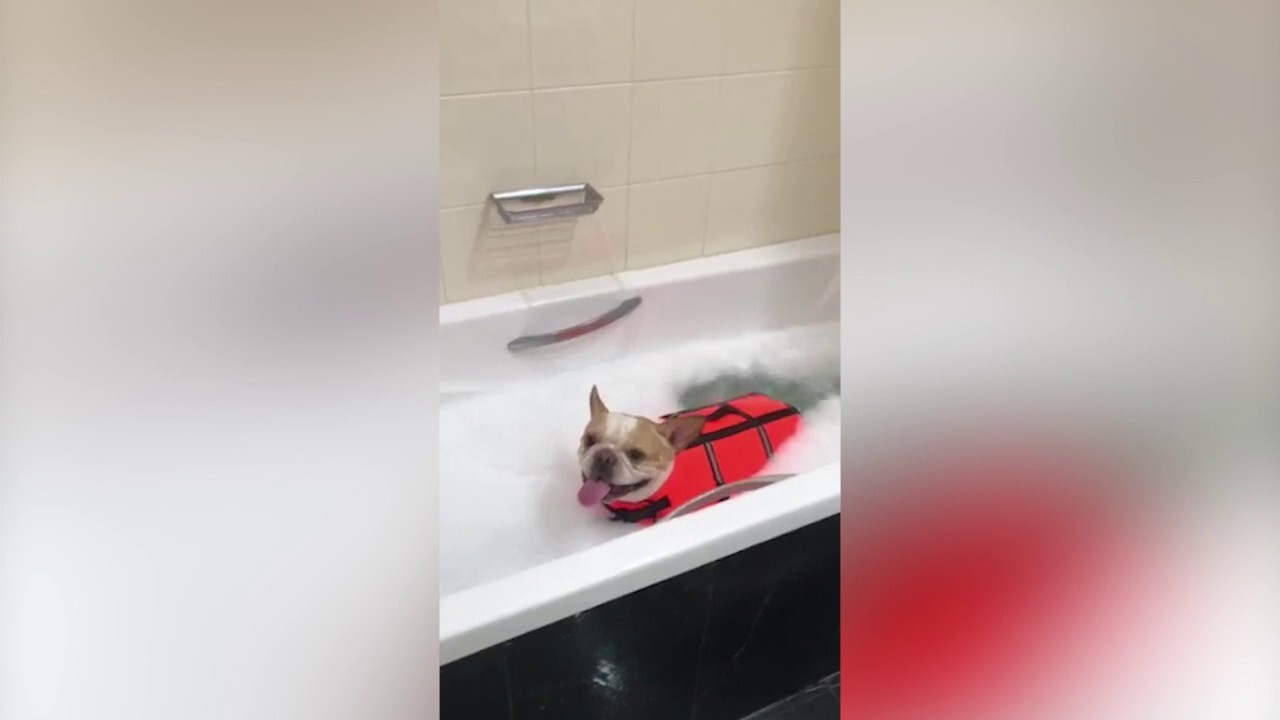 Clean as a whistle! Dog with disabilities dons life jacket in bathtub
