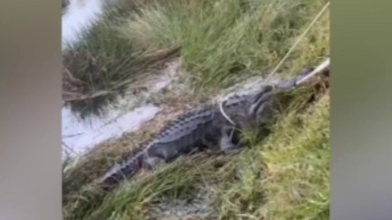 Giant 600-pound alligator found lounging at Florida mall