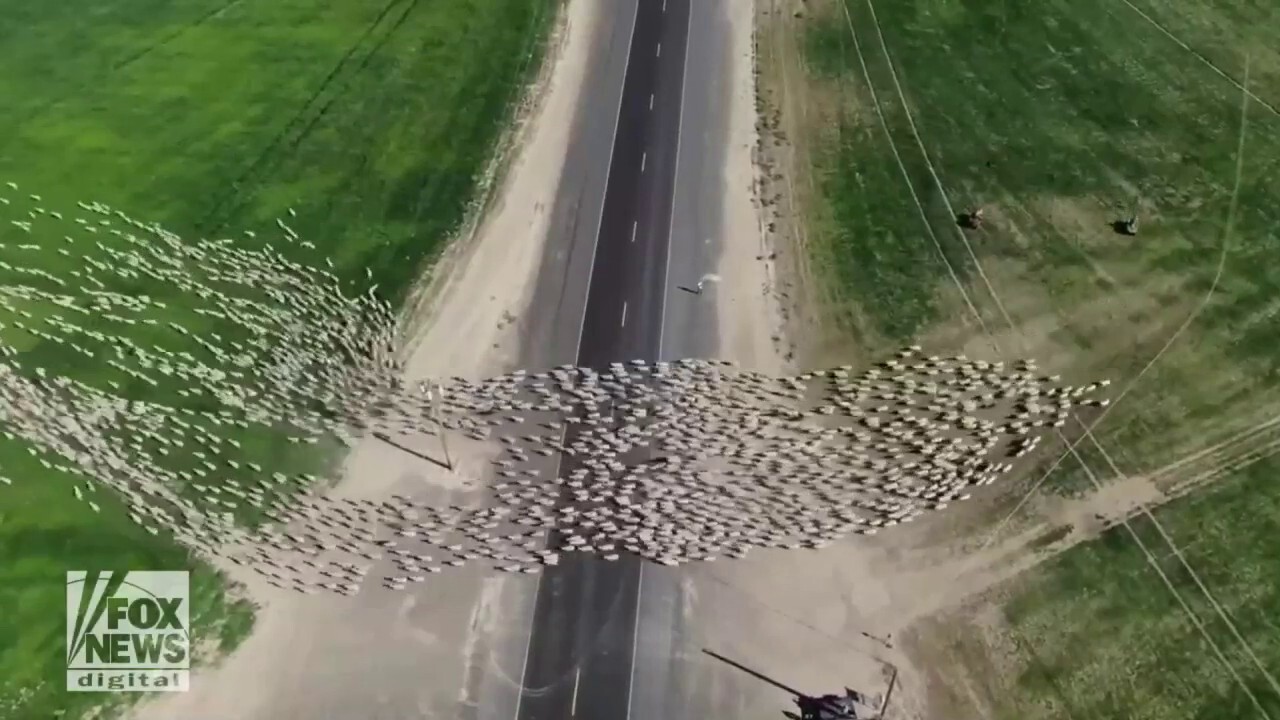 Dramatic sheep crossing! Watch this drone footage of animals crossing a highway with help from herders