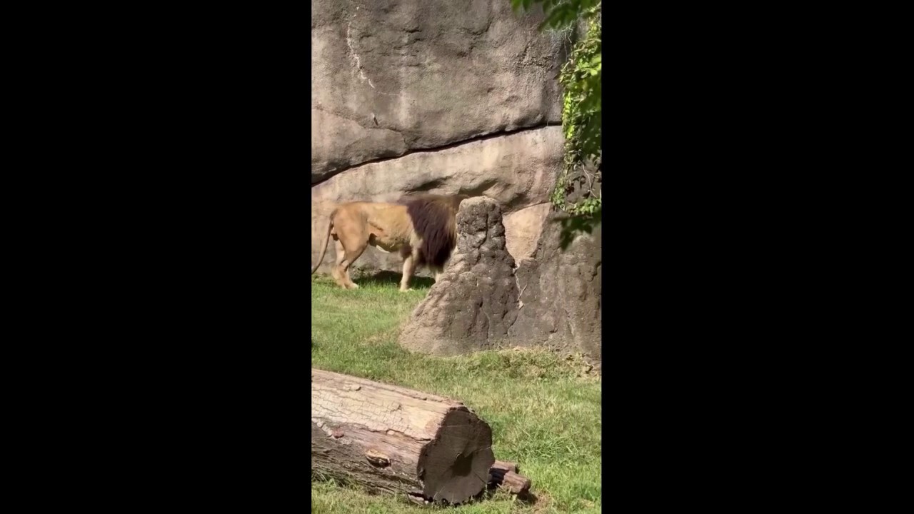 Lion roars at Memphis Zoo just in time for special occasion