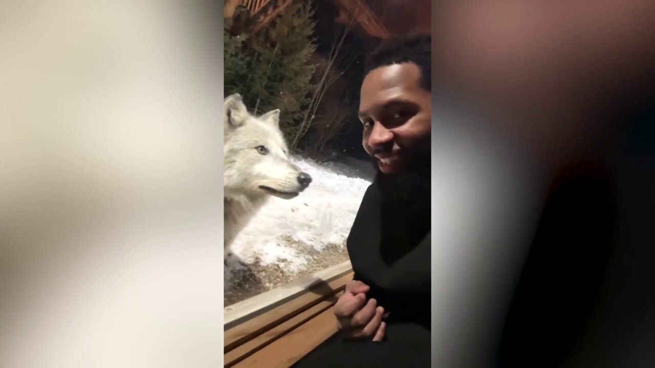 Couple's vacation cabin surrounded by pack of wolves