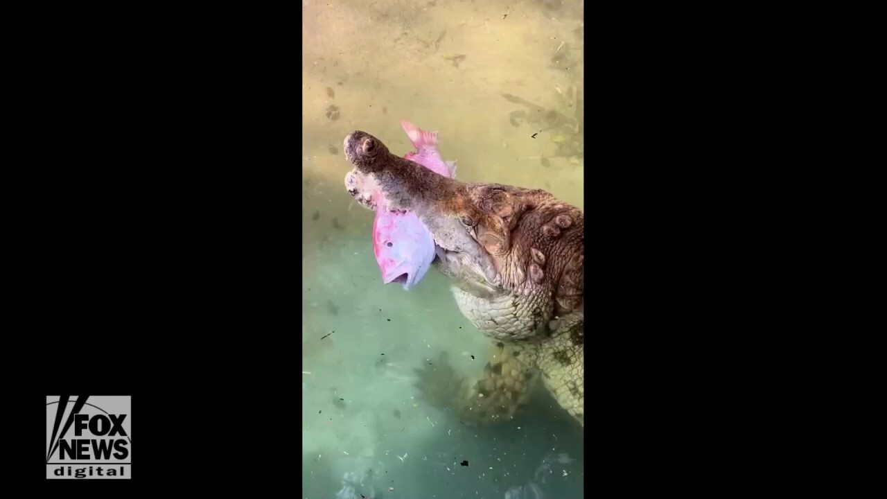 It's crocodile feeding time at a Texas zoo — check out this action