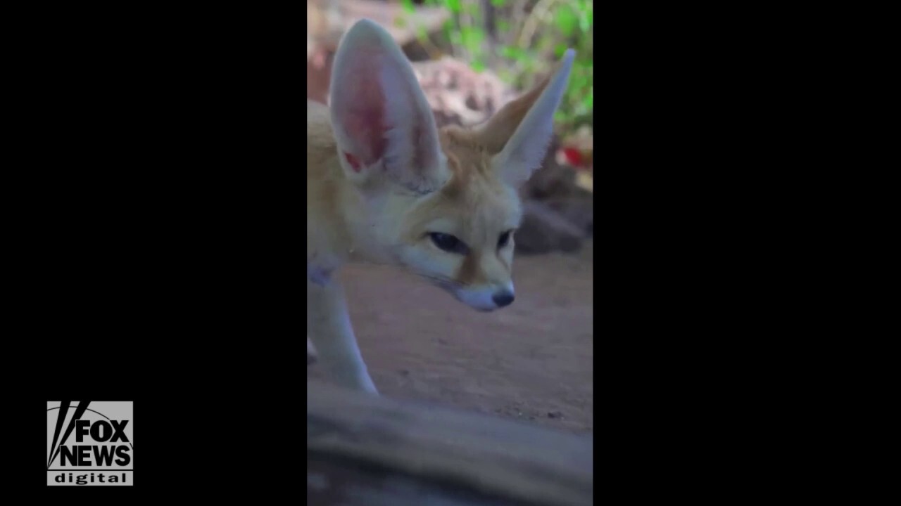 Fennec fox becomes the newest resident at Phoenix Zoo