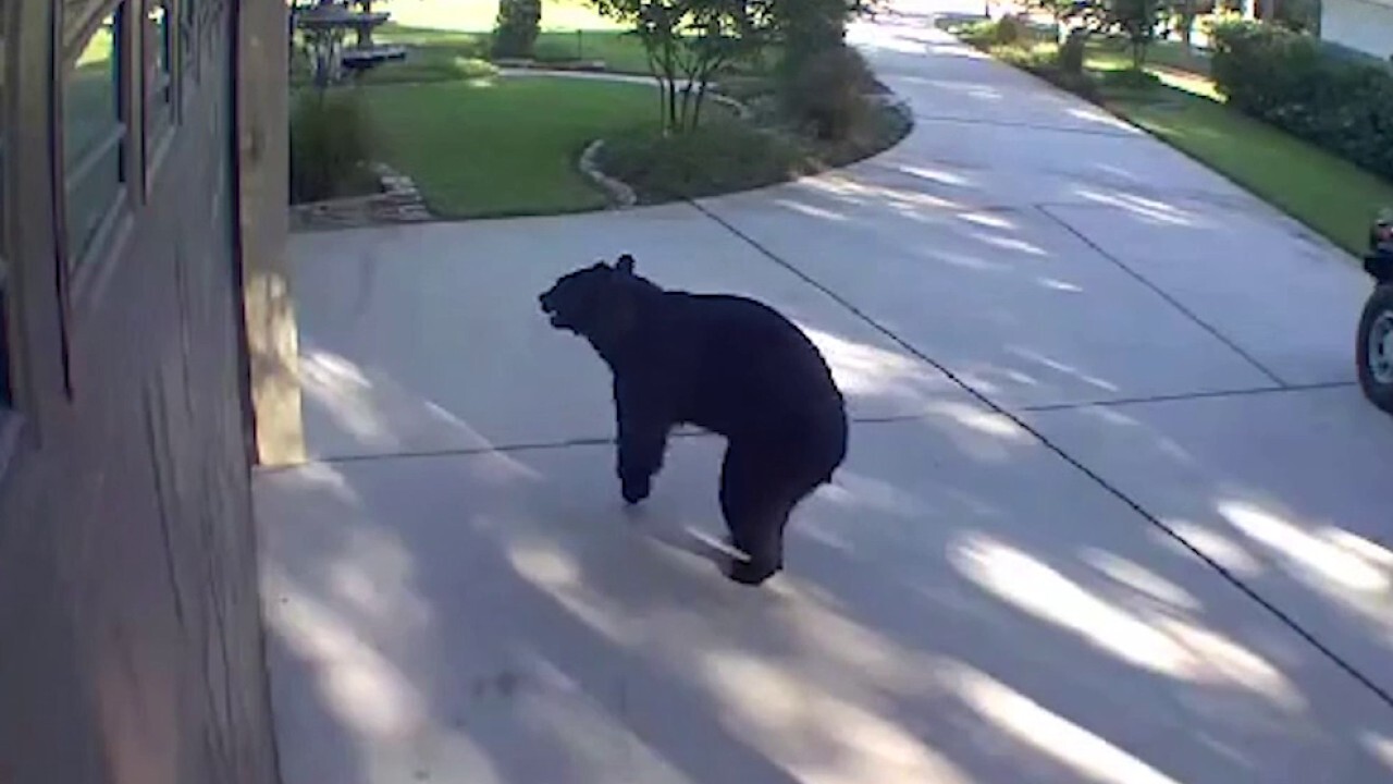 A three-legged bear breaks into a Florida home’s outdoor bar