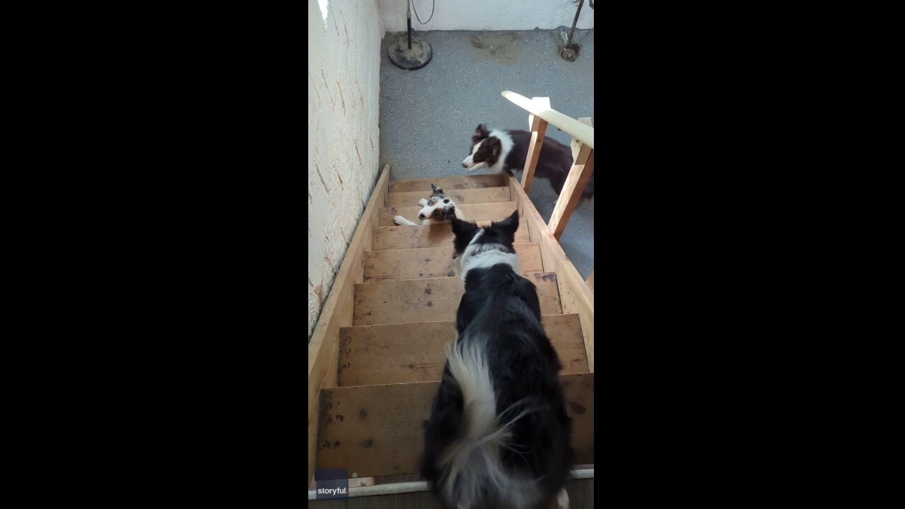 Australian shepherd pup struggles to make it up the stairs in adorable video