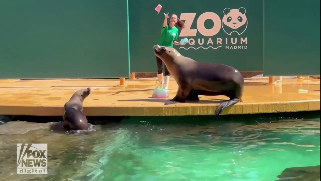 Zoo animals cool off during the summer heat with frozen treats