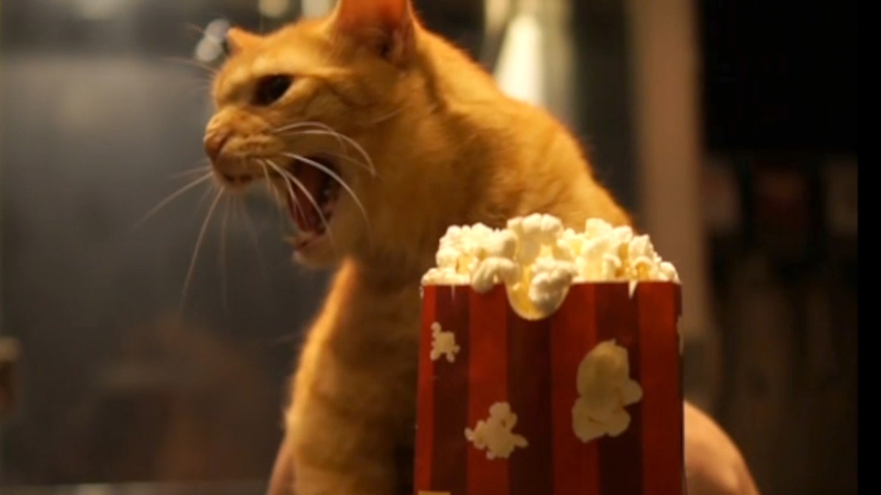 Independent theaters create 'Quarantine Cat Film Fest' to benefit struggling movie houses