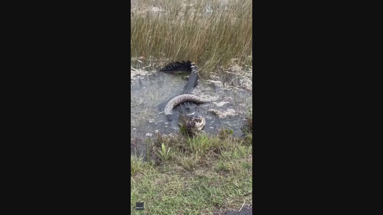 Florida alligator caught devouring python in national park