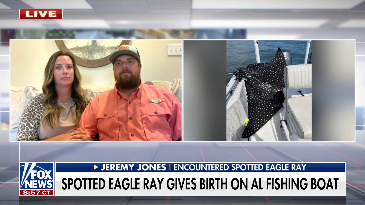 Eagle ray gives birth on fishing boat in Alabama