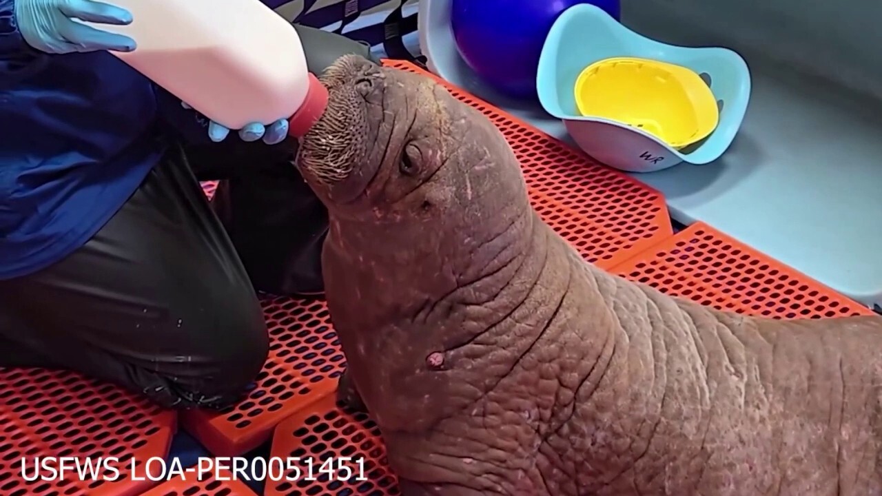 Walrus calf nursed back to health in Alaska