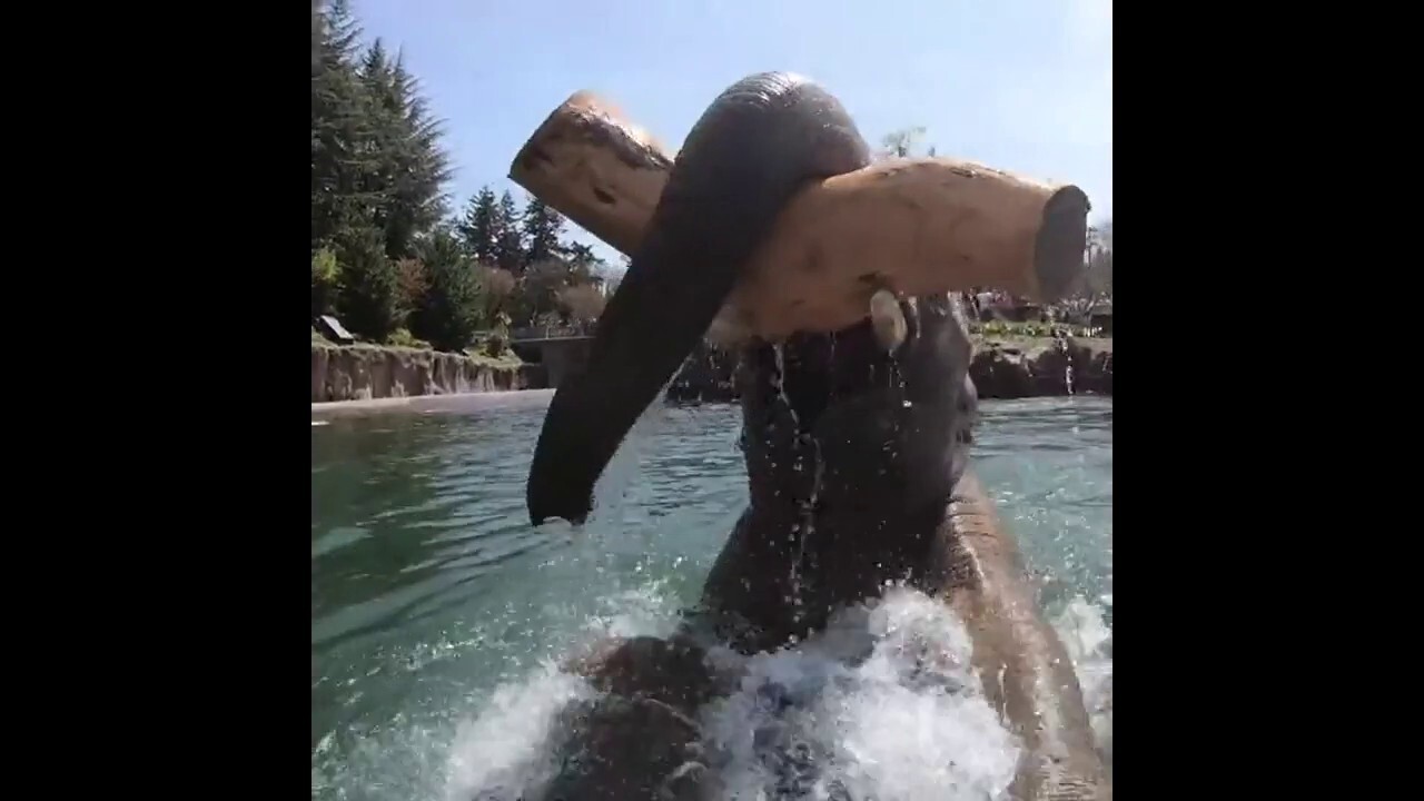 WATCH! Elephant has fun in the water