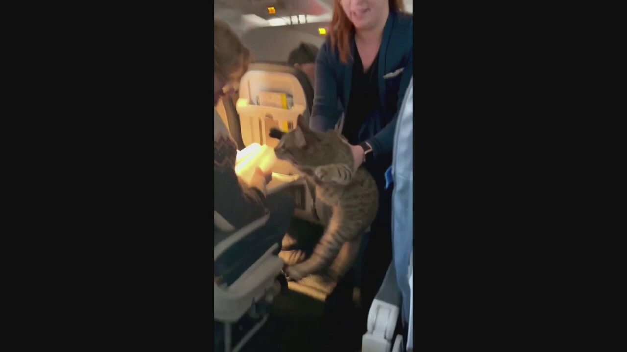 Cat breaks loose from carrier on airplane
