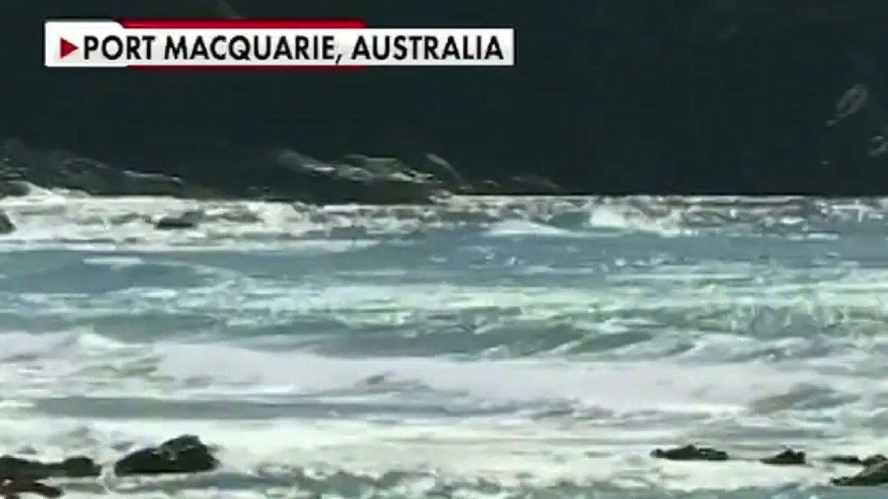 Man punches great white shark to save wife in Australia 