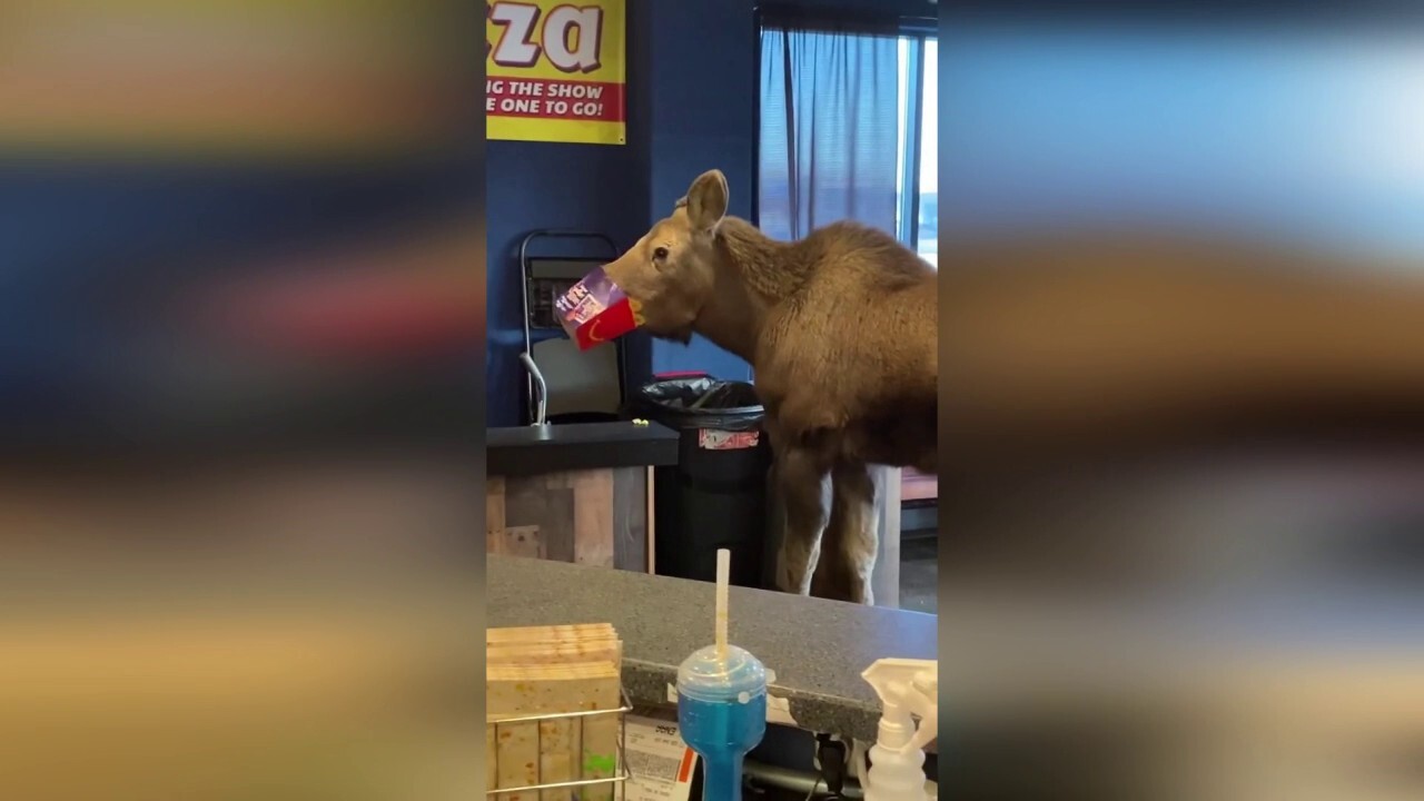 Moose raids popcorn stash at Alaska movie theater