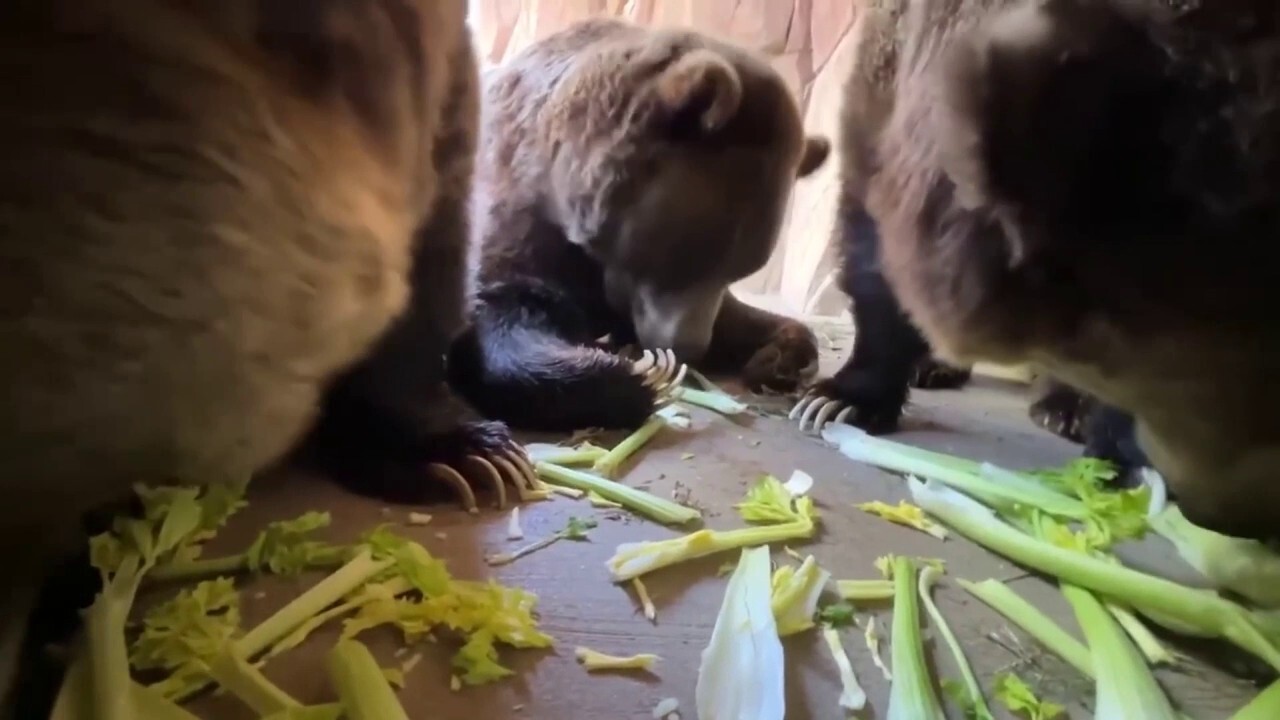 Bears enjoy delicious celery snack at Memphis Zoo