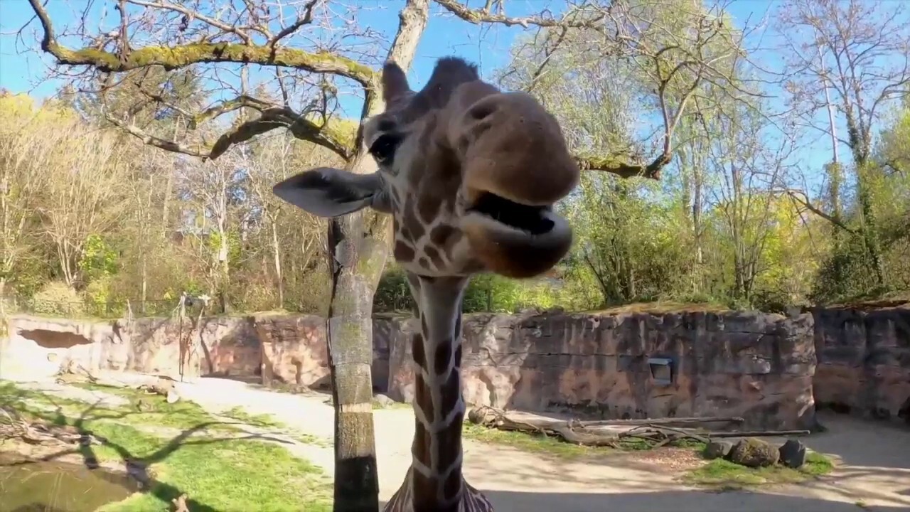 Veggie tales! Giraffe is seen munching on healthy snacks at local zoo