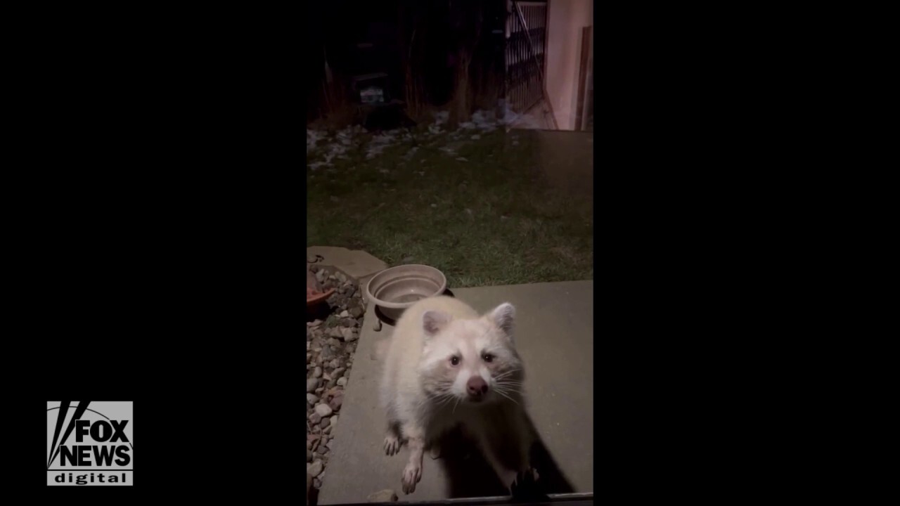 Rare blonde raccoon captured on video nibbling on snacks outside Iowa home