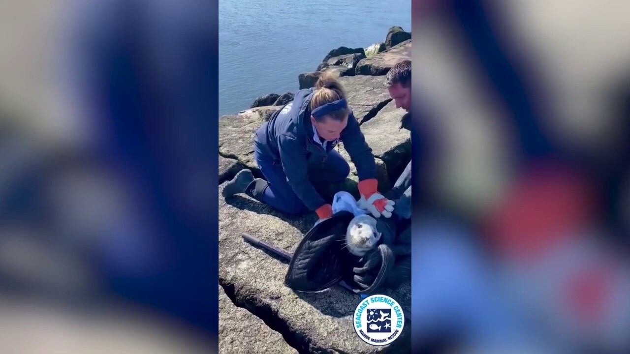 Seal pup trapped at New Hampshire park: Watch as rescuers work to free the animal