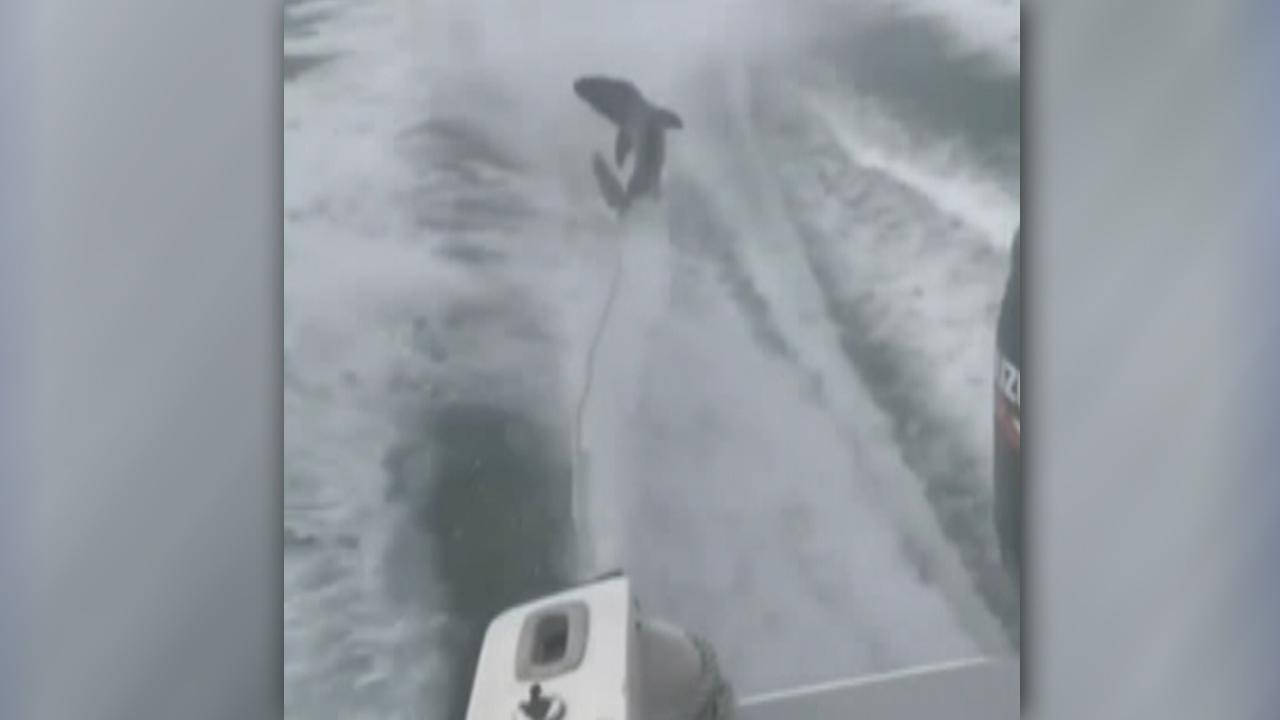 Viral video of high-speed boat dragging shark causes outrage