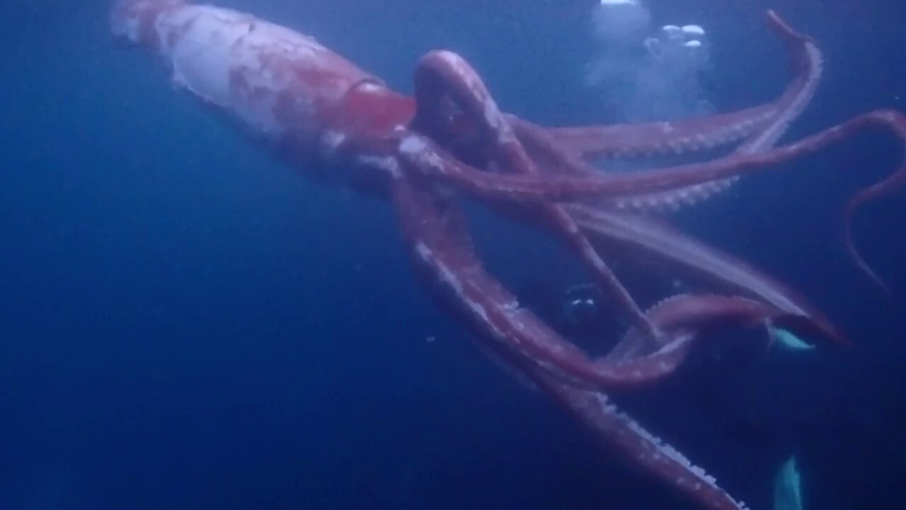 Couple records giant squid while diving in Japan