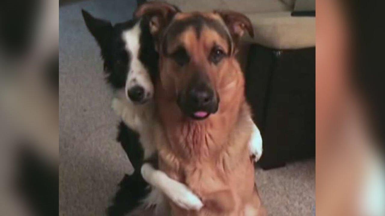 Dog learns to hug best friend on command