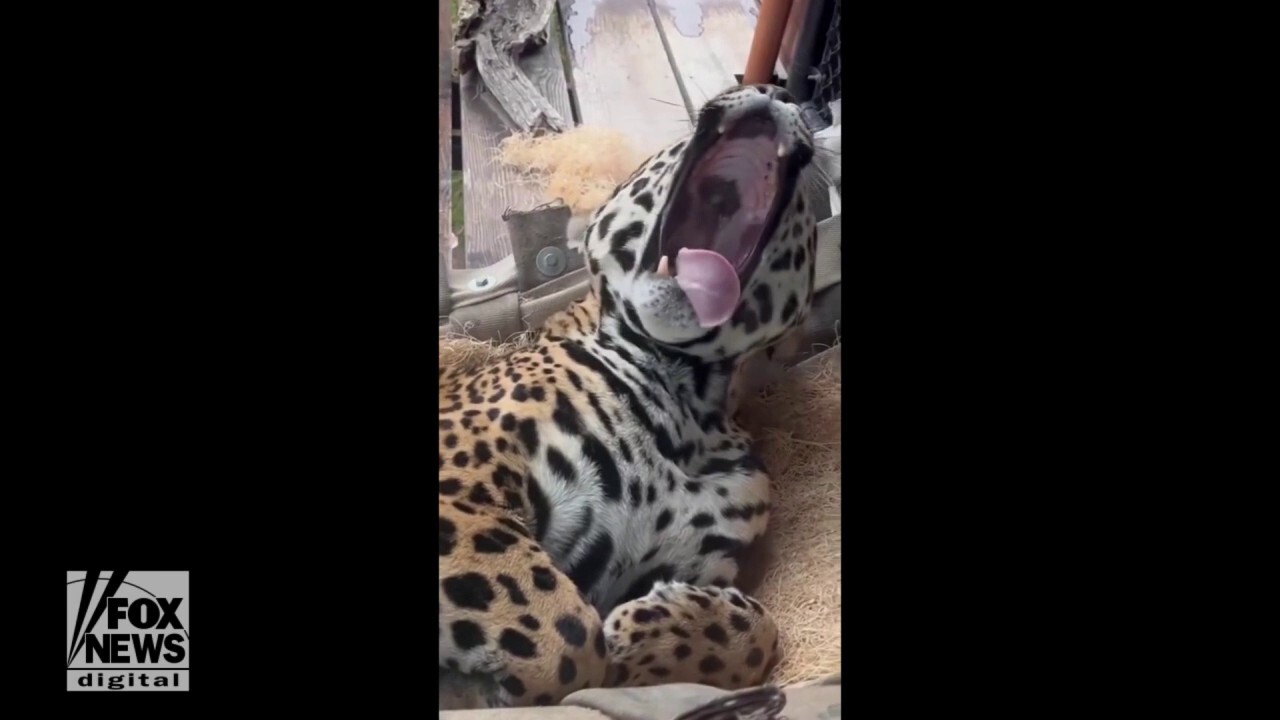 Oakland Zoo animals hold their own ‘yawn challenge’
