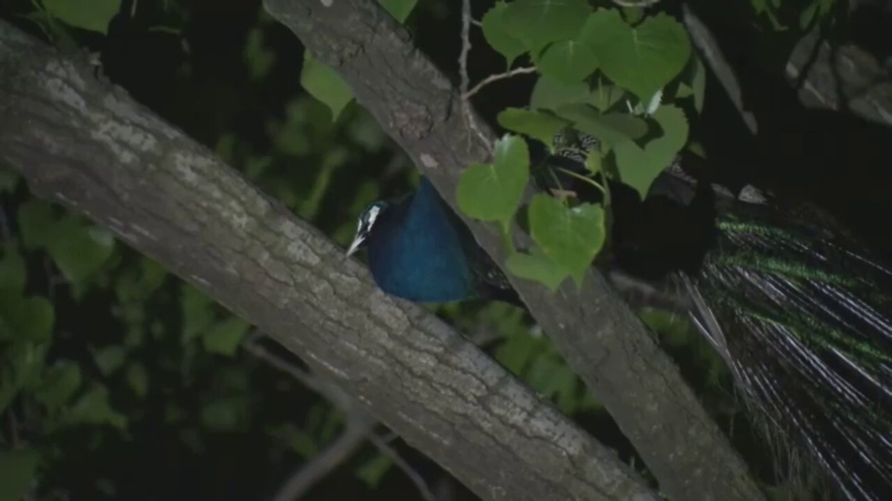 Bronx Zoo peacock attacks man, flees to tree perch