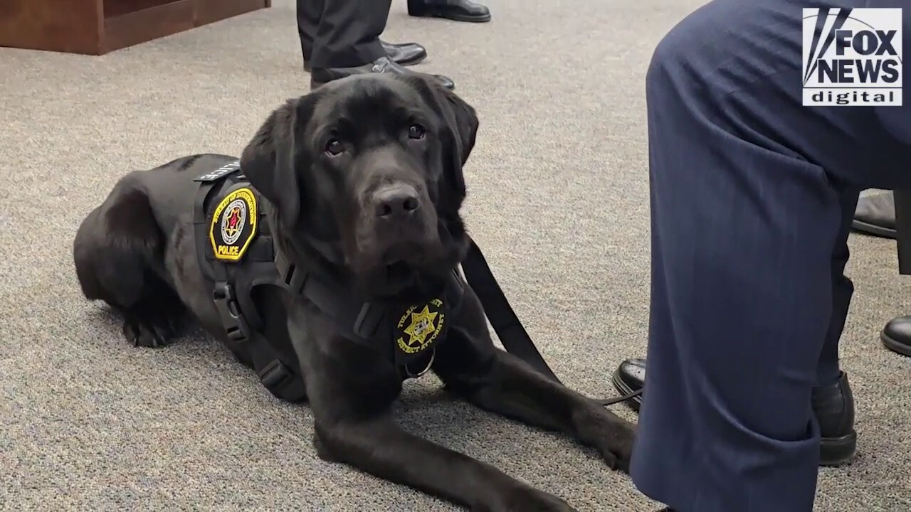 Special K-9 helps hunt down online predators