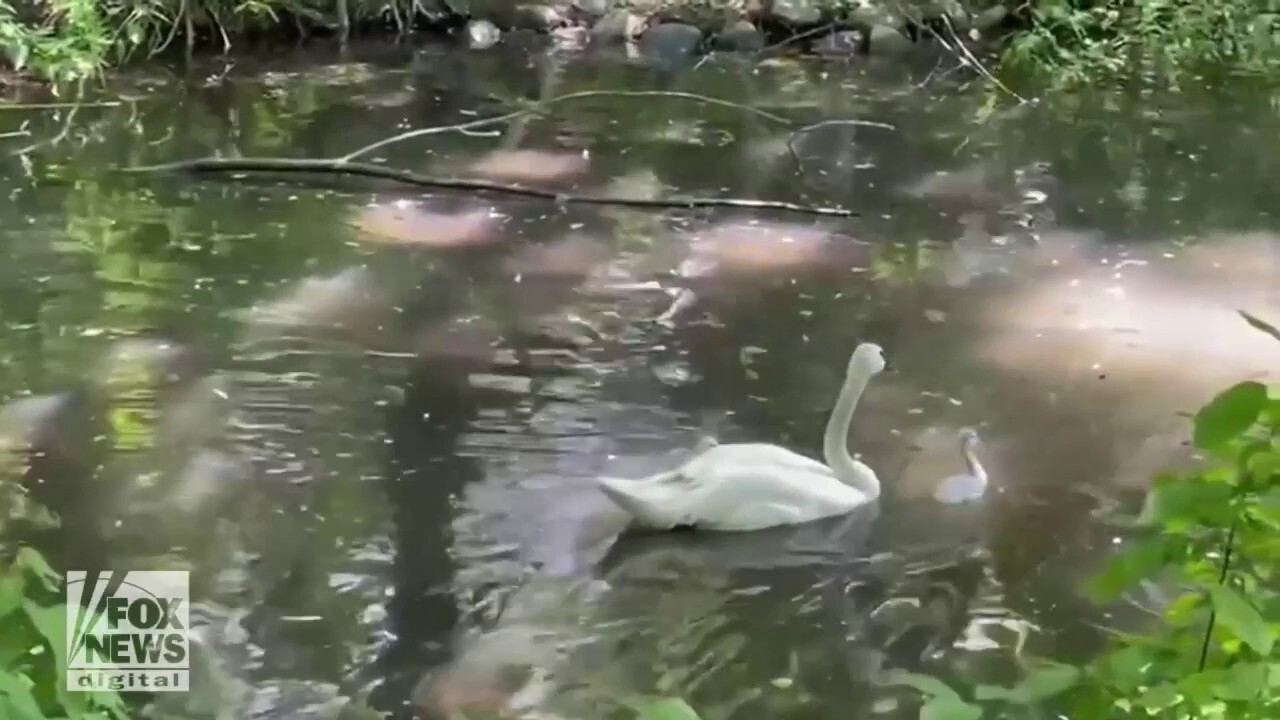 Baby swans spotted in this peaceful scene at New York zoo