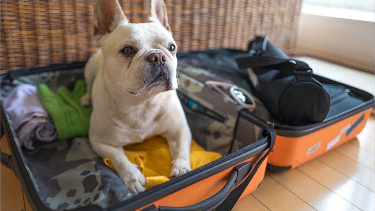 Coronavirus outbreak: How to travel with pets