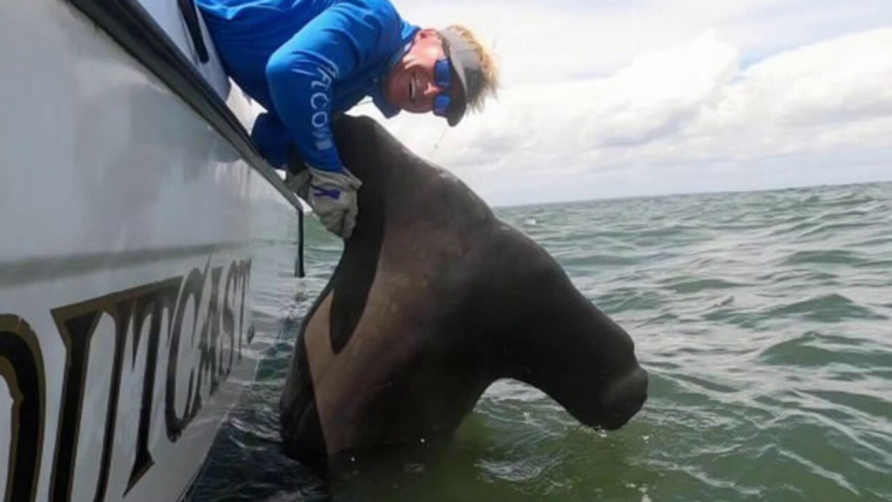 Fisherman tags 1k-lb hammerhead shark