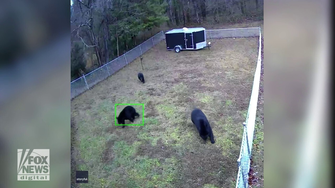 Feisty dog in North Carolina chases after three bears in its backyard