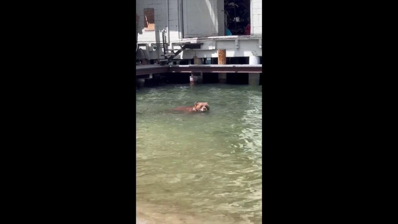 Bear caught on video enjoying a swim at Lake Tahoe