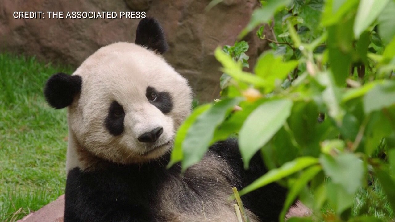 See the San Diego Zoo's new giant panda bears in action