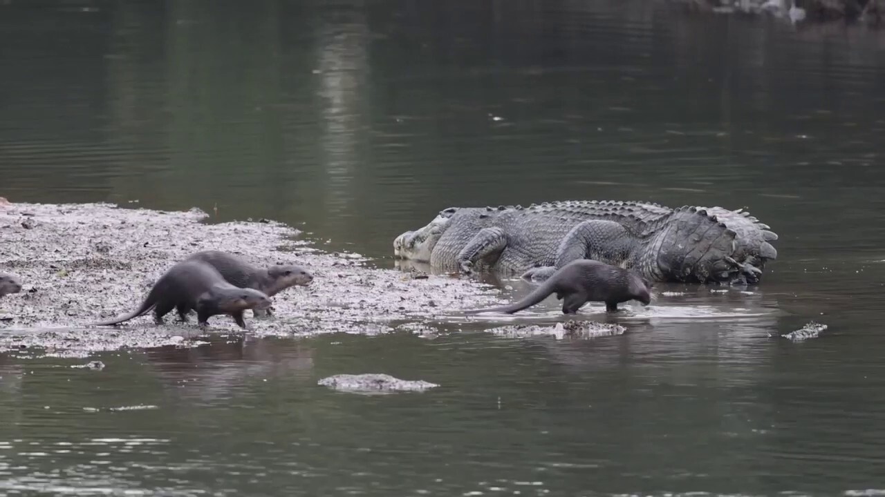 Poking the bear! Otters tease a feisty crocodile that lost its tail — watch what happens