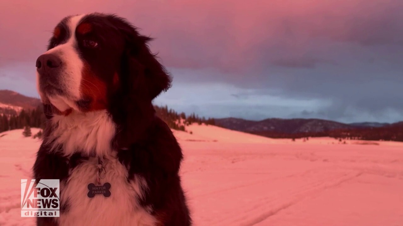 Parker the Snow Dog enjoys the Colorado sunset