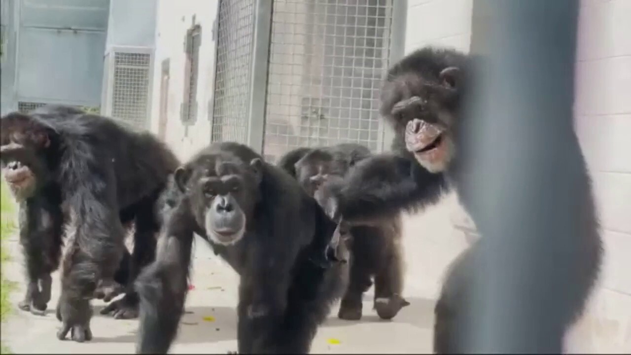 Chimpanzee sees sky for first time in 28 years, shows astonishment