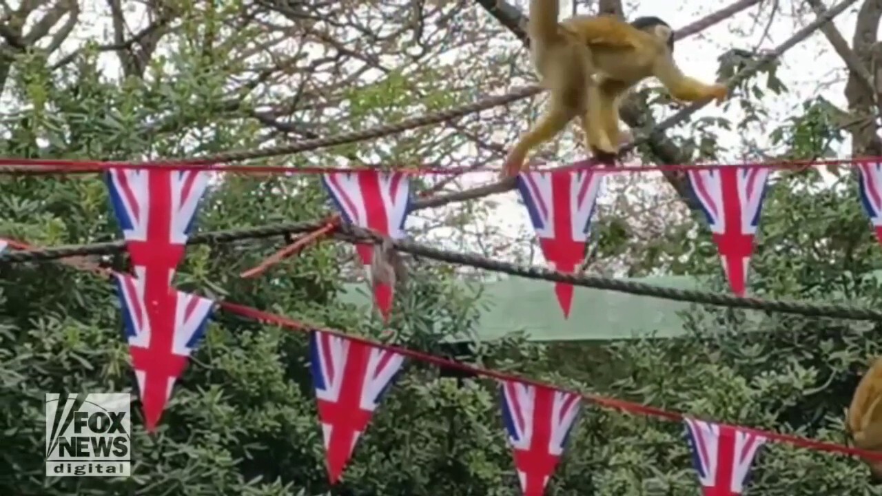 Zoo animals get festive ahead of King Charles' coronation